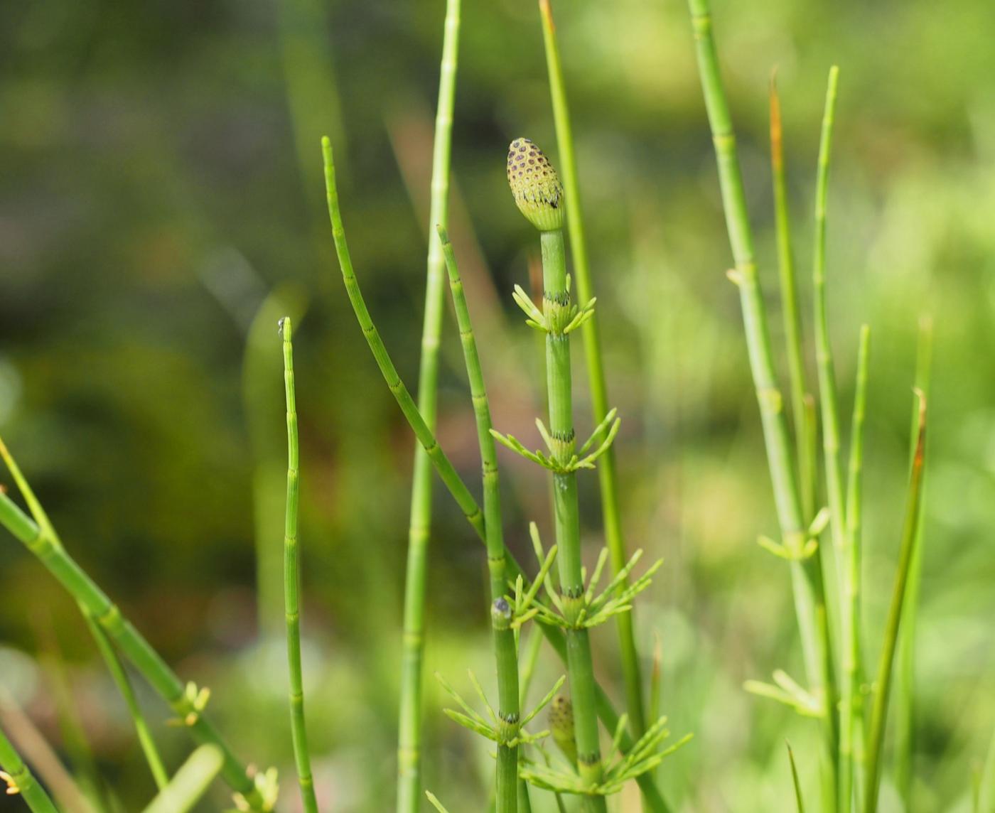 Horsetail, Water flower